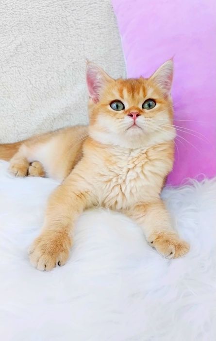 Золота шиншила Чудо хлопчик