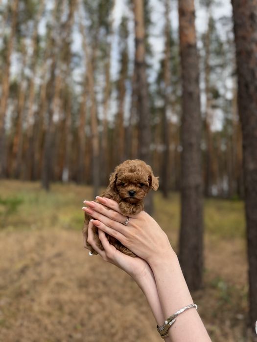 Toy poodle, той пудель red