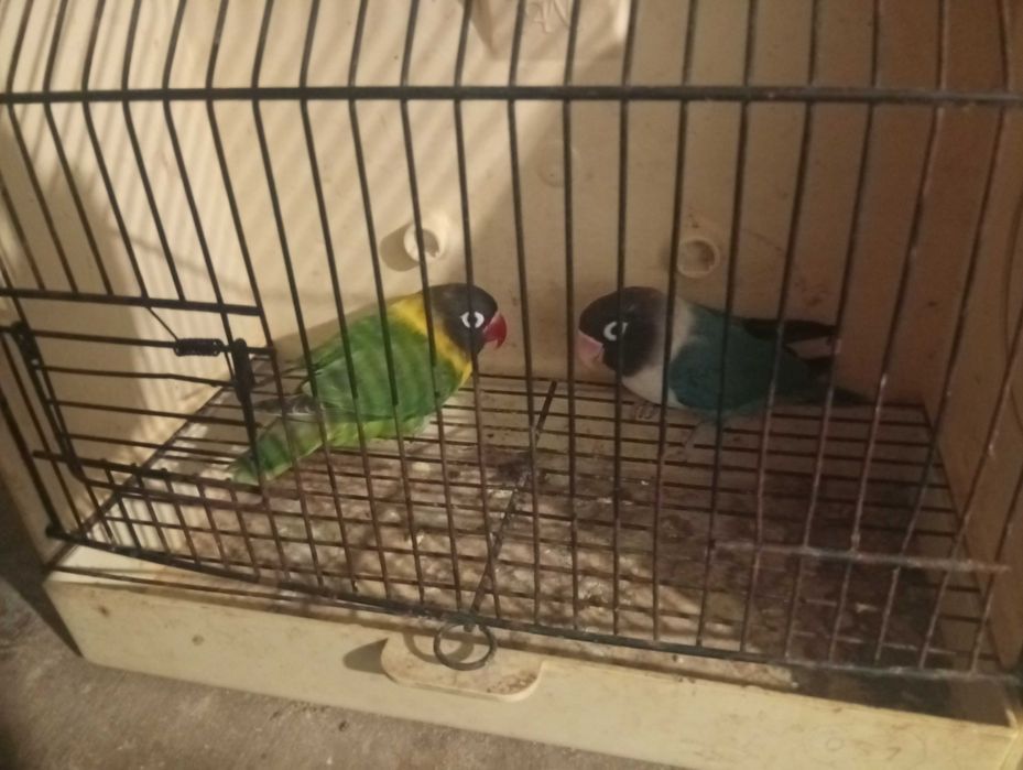 Red rumped kakariquis agapórnis e pardais de java e caturras