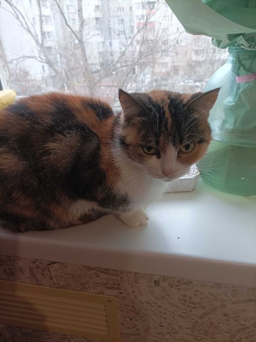 Віддам у добрі руки домашню кішечку