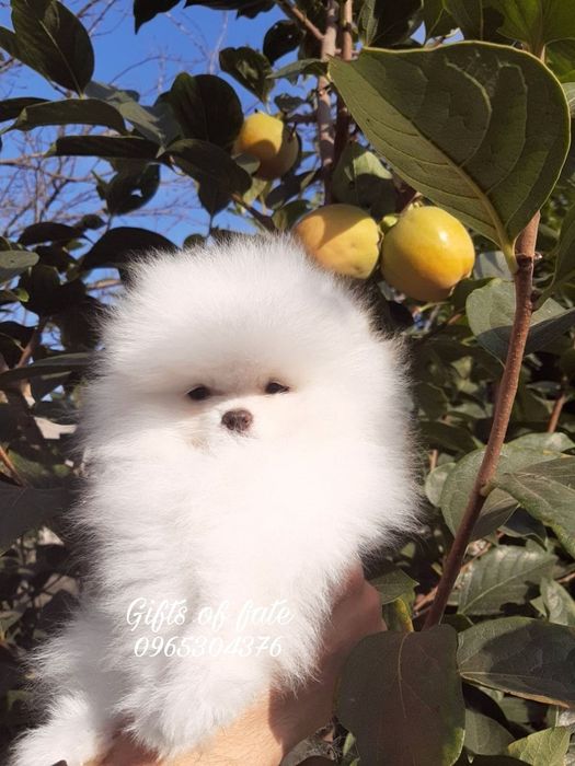 Мини померанец, документы. FCI