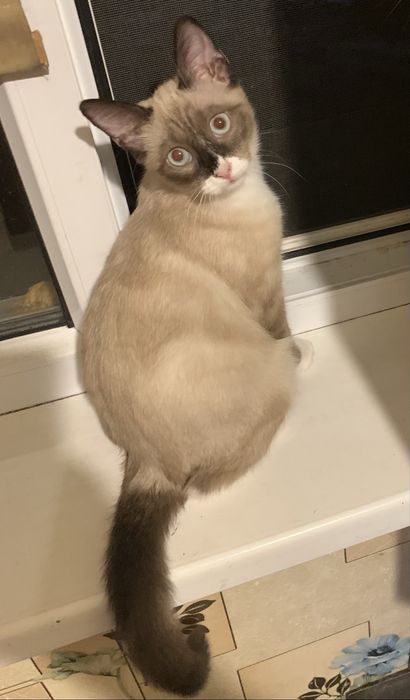 Сноу-шу. Кішка білоніжка, білі шкарпетки. Шукає кота вязку