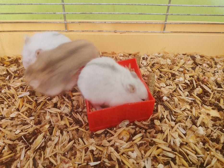 Джунгарский хомяк
