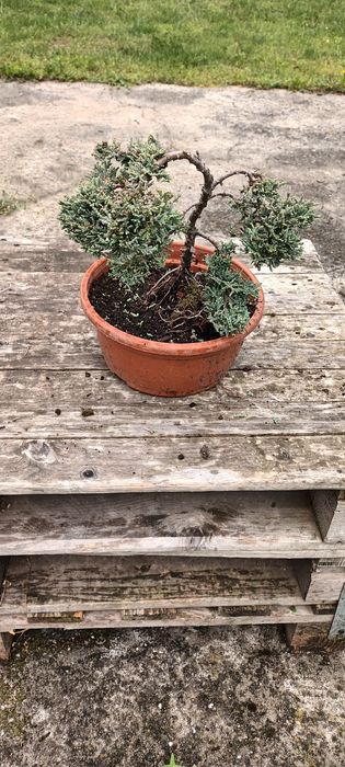Bonsai, pre-bonsai, jałowiec formowany.