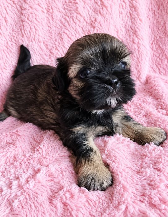 Roksanka urocza czarno czekoladowa dziewczynka shih tzu/ domowa hodowla
