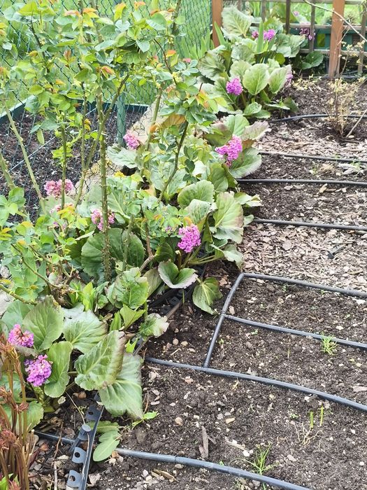 Sprzedam bergenię cordifolia