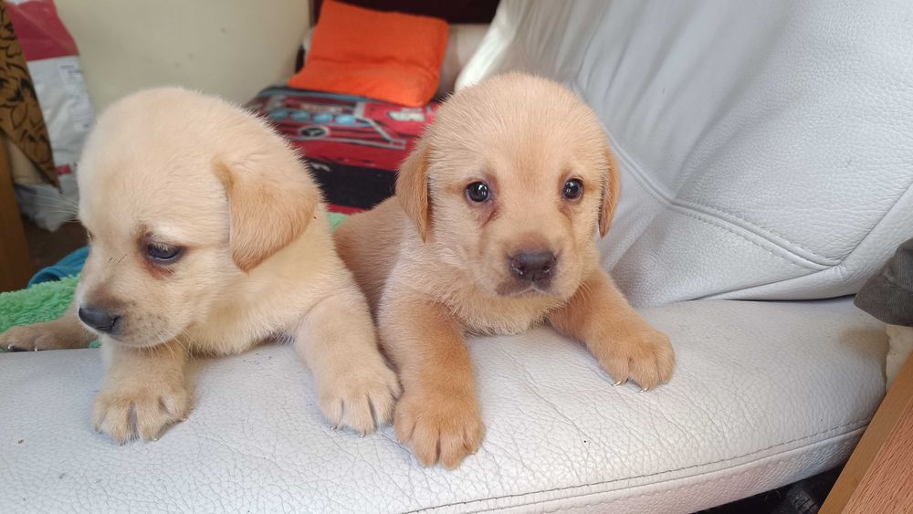 Labrador Biszkoprt ( sczeniak ]