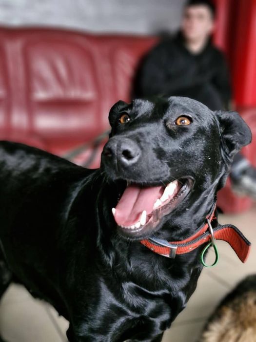 Стерилізована собака в самі добрі руки