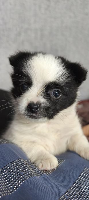 Цуценя Віддам у гарні руки дівчинку 1місяць