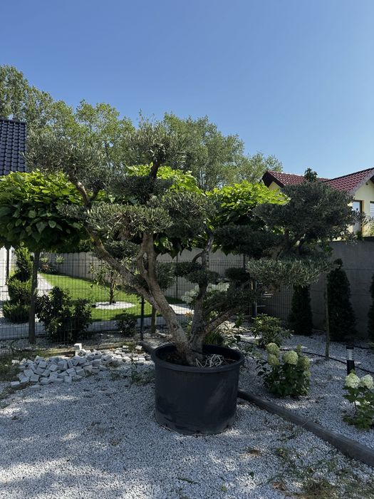 Drzewo oliwne bonsai
