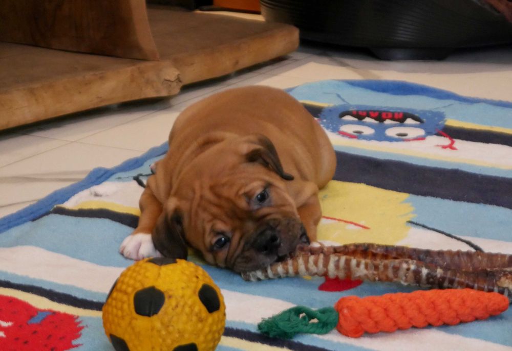 American Staffordshire Terrier, Amstaff FCI, piękny, mocny piesek ZINO