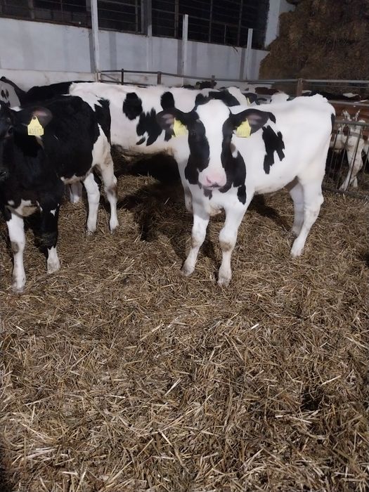 Byczki Startery na stałej  paszy