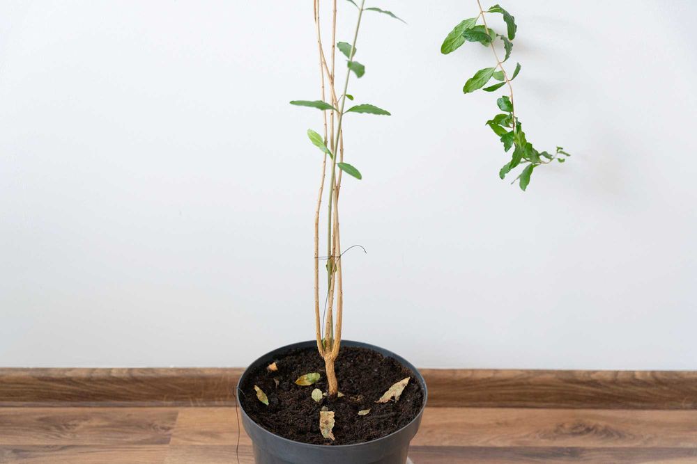 Drzewko owocowe Granatu - GRANATOWIEC WŁAŚCIWY 85cm