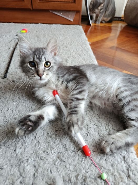 Пухнастик! Кошеня 3 міс