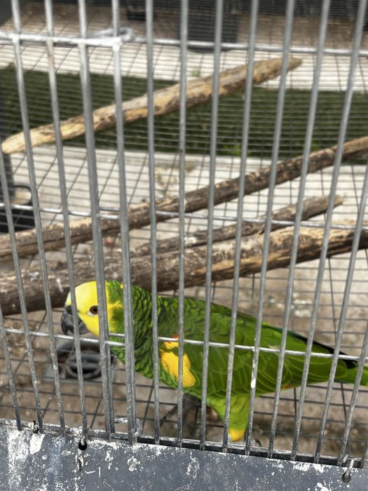 Papagaio astiva xatoperix