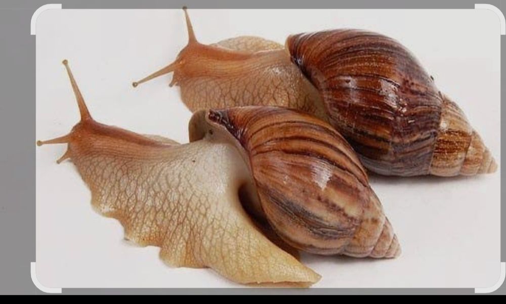 Улитки ахатины (разные)