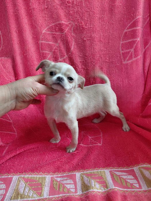 Стандарт чихуахуа. Хлопчик. Красунчик Коббі типу. Бебі фейс. Вік 3,5мі