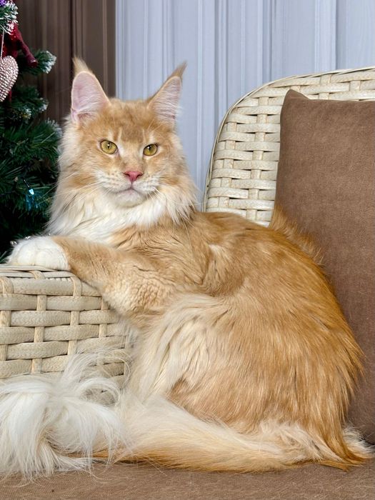 Harvey- Kocurek Maine Coon