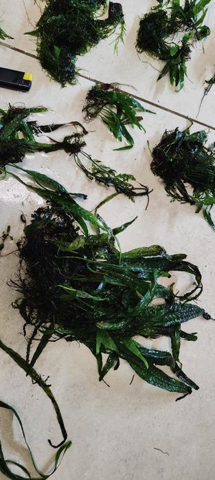 Microsorium mech anubias