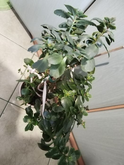 Sprzedam duży kwiat kalanchoe.