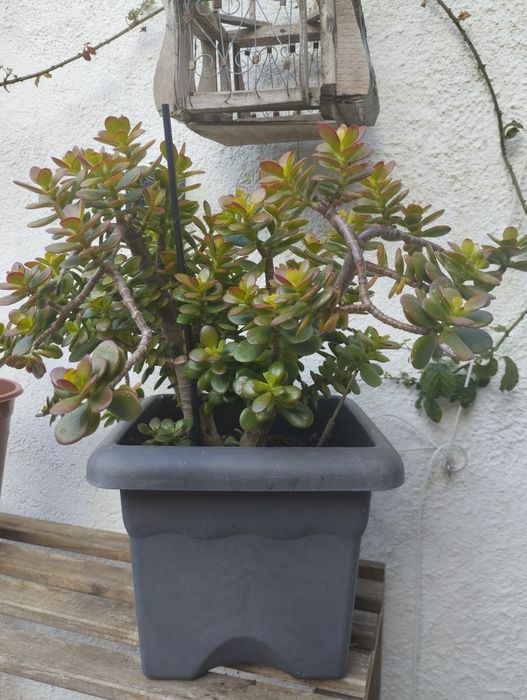 Suculenta Jade (Crassula Ovata)