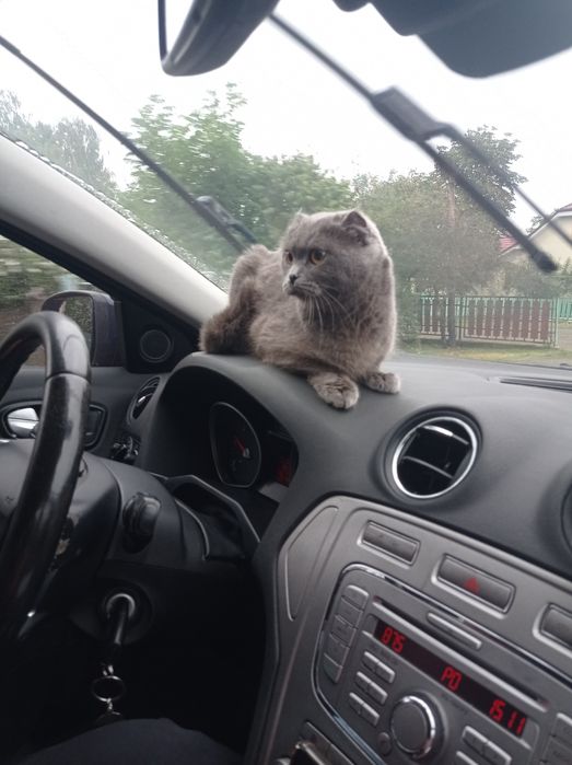Котик шотландський