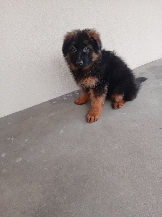 Owczarek niemiecki długowłosy suka