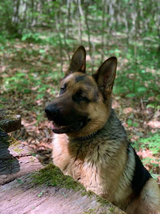 Є собака для вязки вік 1рік 8місяців
