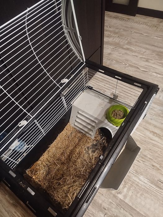 Віддам морську свинку.хлопчик,3 місяці