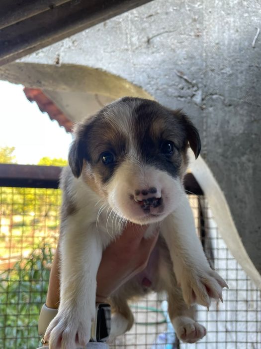 Dão se cães de porte médio