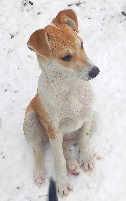 Do adopcji dwie rude, urodziwe suczki