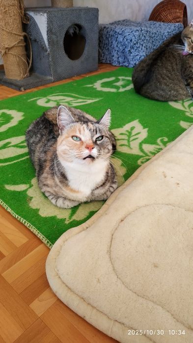 Відам в добрі руки