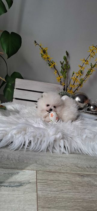 szpic miniaturowy ZKwP pomeranian piesek samiec