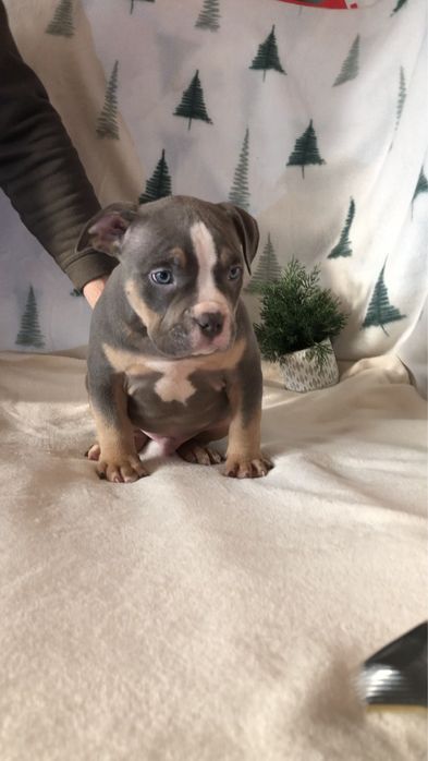 Булкозавр) Хлопчик в типі стандарт