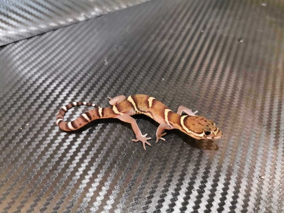 Coleonyx Mitratus
