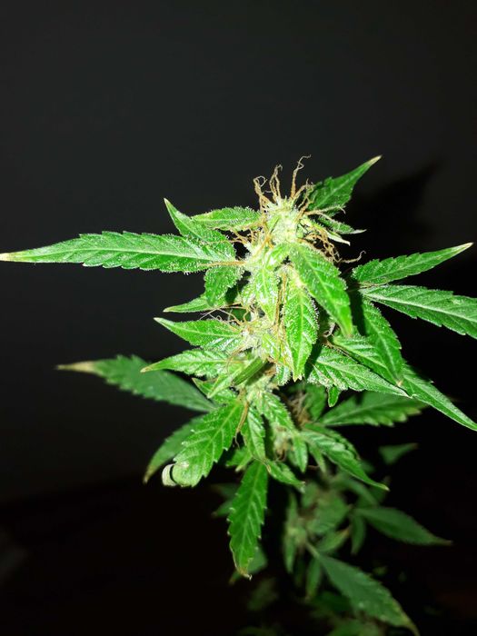 Susz Konopny Lilac Diesel 15g Marihuana CBC THC CBL CBN Susz Roślinny