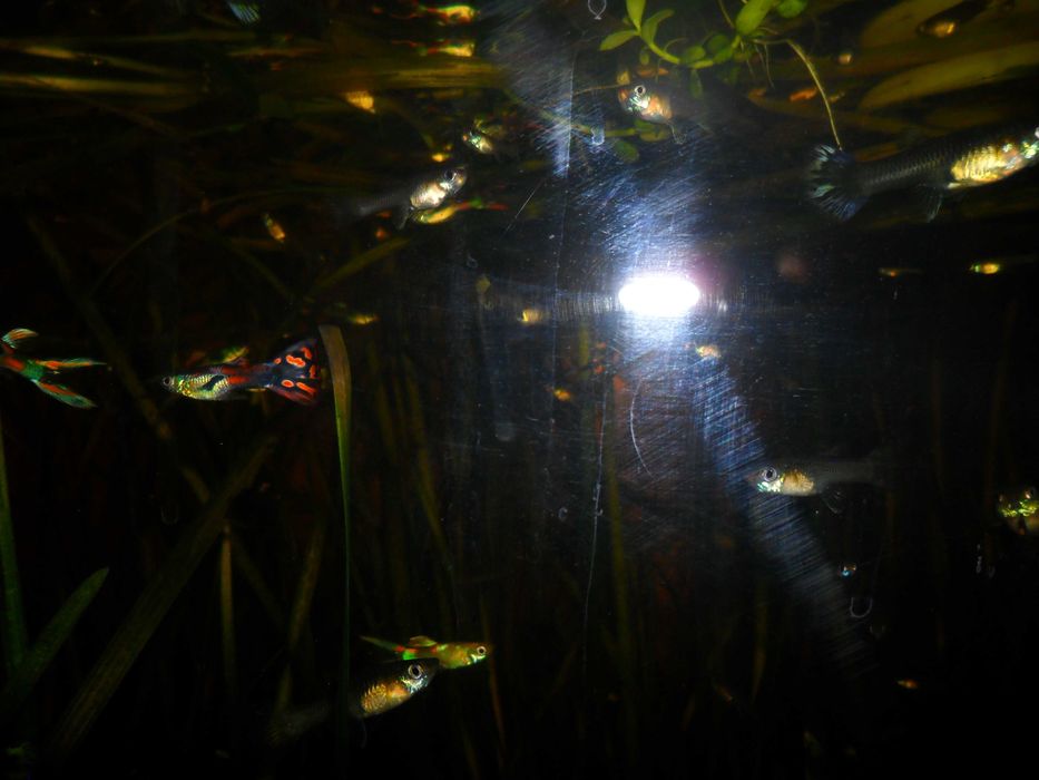 Гуппи,несколько цветовых форм.