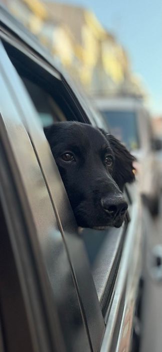 Shollie para adoção