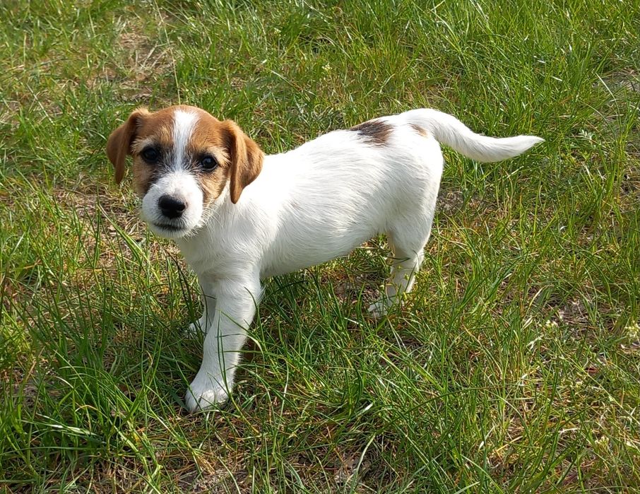 Jack Russell Terrier- suczka ZKwP FCI