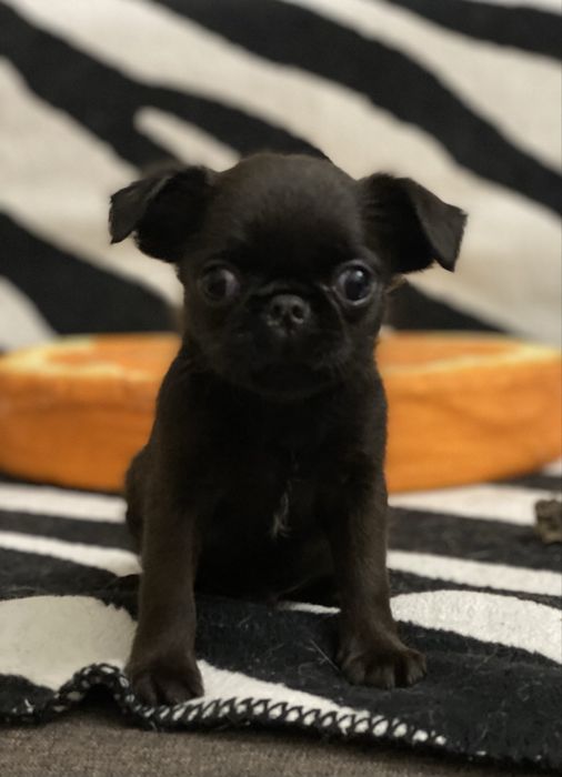 Пті брабансон дівчинка