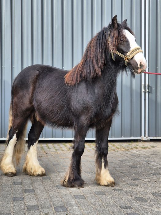 Ogier Tinker irish cob gypsy cob