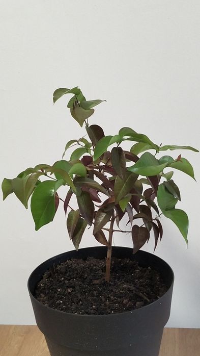 Pitangueira em vaso