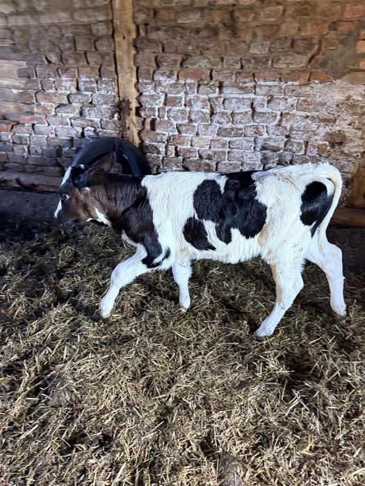 Jałowka do dalszej hodowli