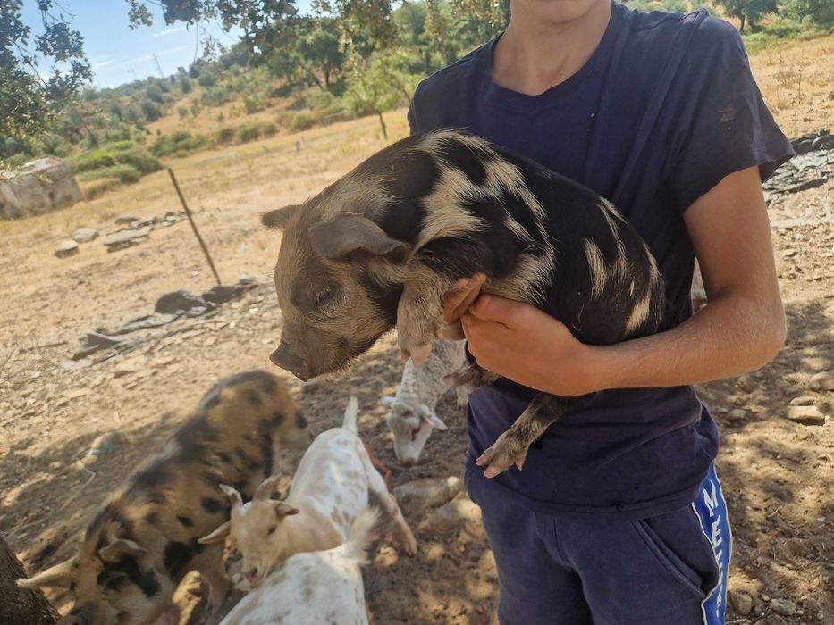 Porcinhos de kunekune