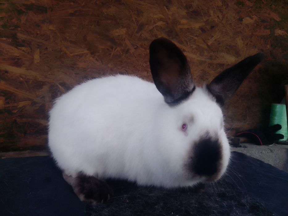 Кролики  каліфорнійці