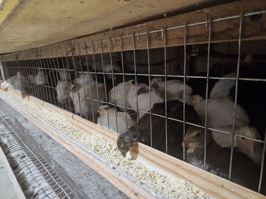 Продаються 3 тижневі перепілки, перепела