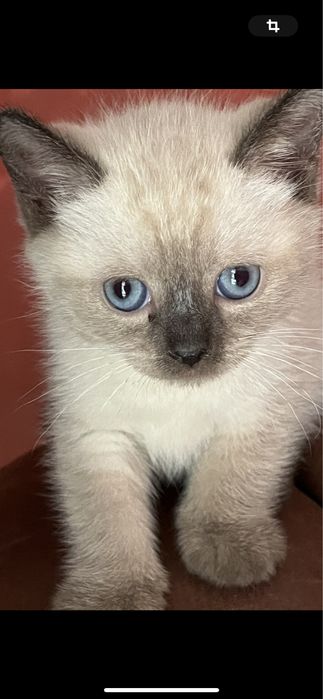 Продам Сиамских котят.