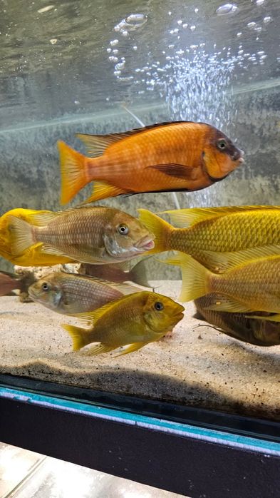 Petrochromis Red Bulu point 8-10 cm