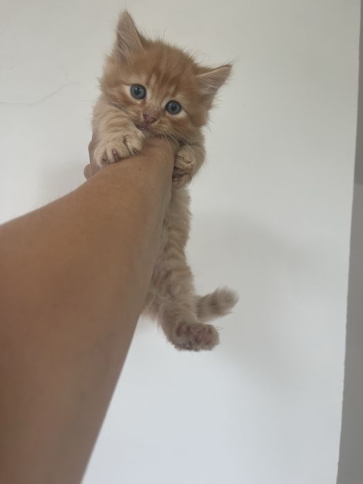 Котик породистий