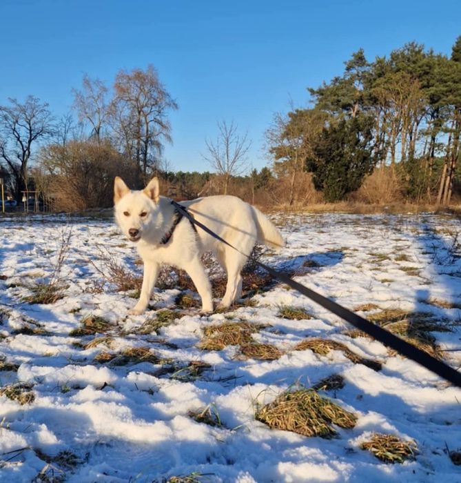 HAPPY młodziutki aktywny psiak poleca się do adopcji